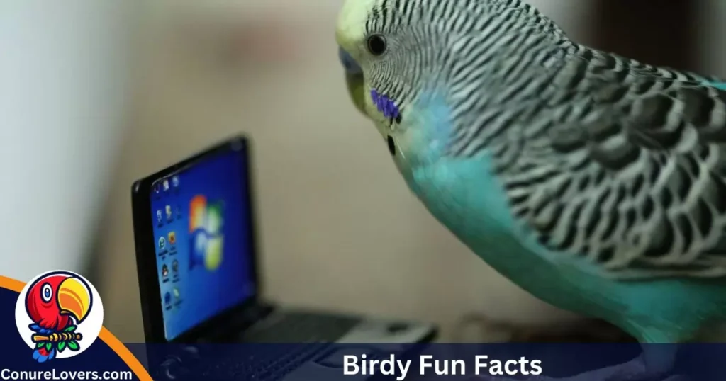 Birdy Fun Facts