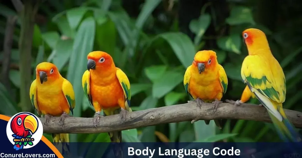 Body Language Code