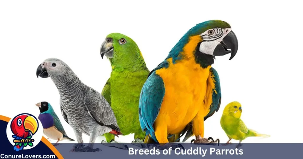  Breeds of Cuddly Parrots