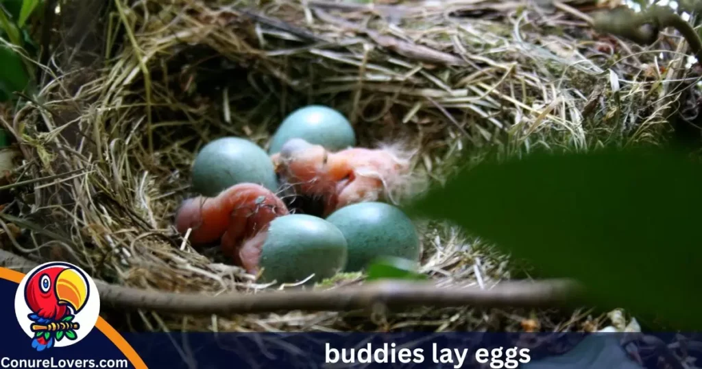 buddies lay eggs