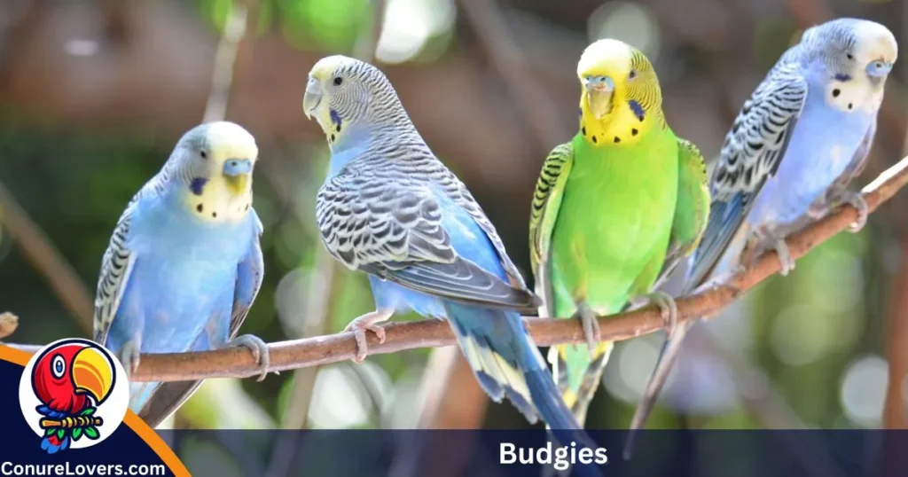 Budgies