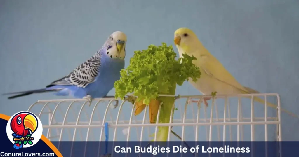 Can Budgies Die of Loneliness