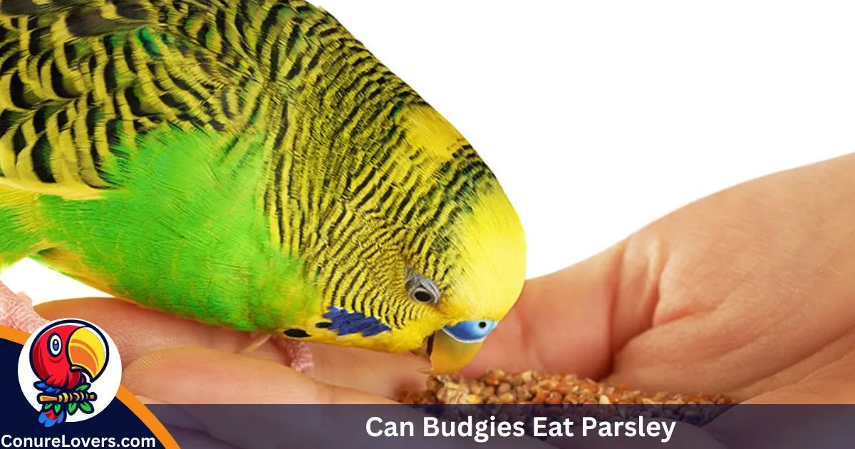 Can Budgies Eat Parsley