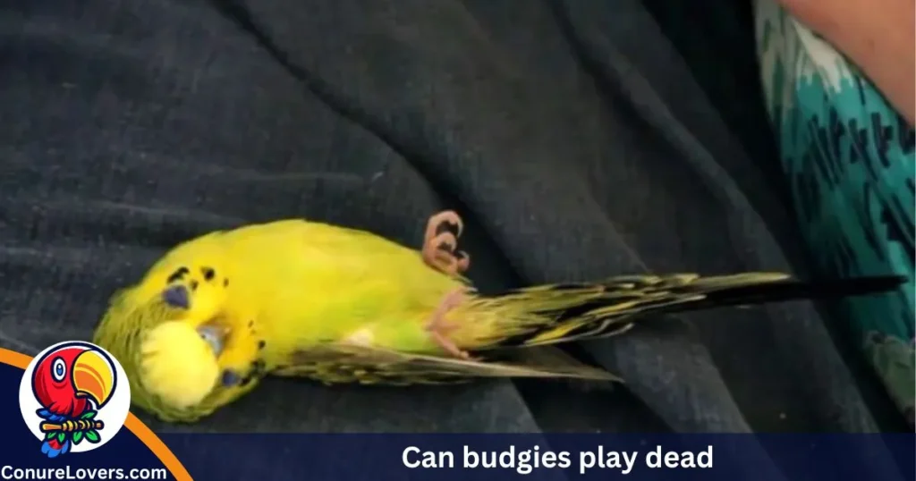 Can budgies play dead