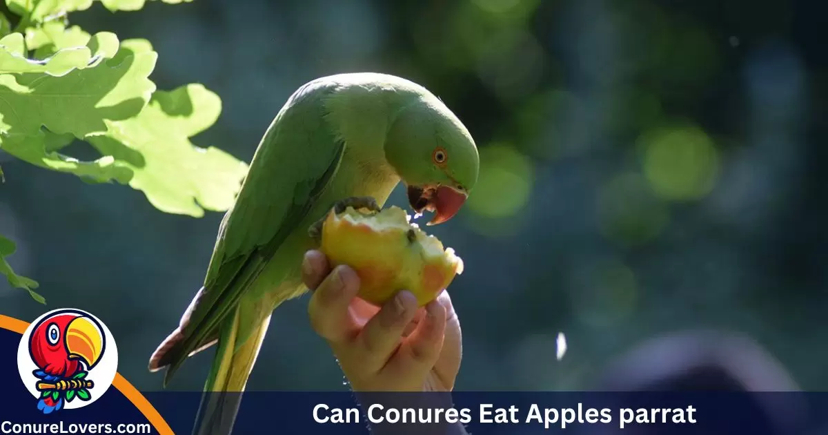 Can Conures Eat Apples