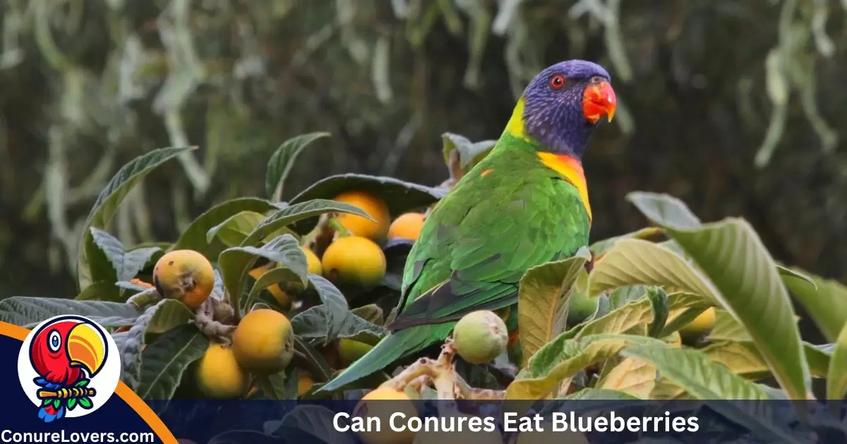 Can Conures Eat Blueberries