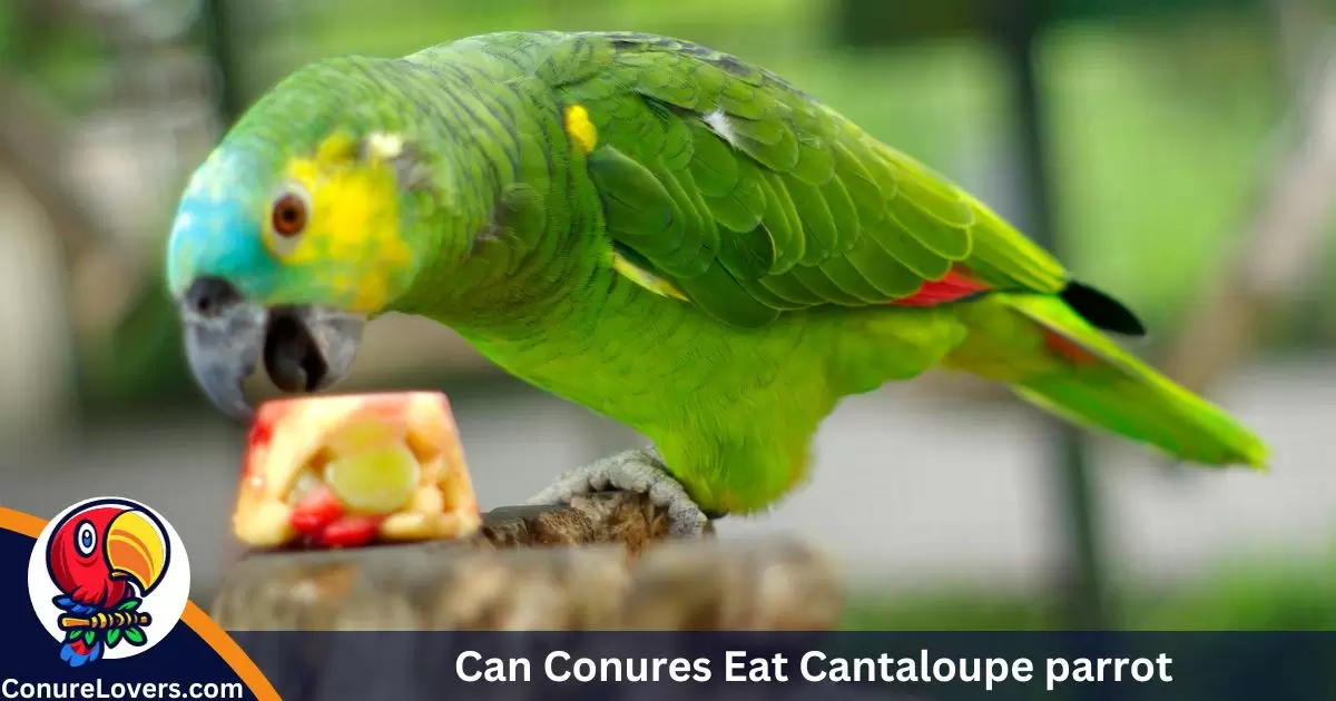 Can Conures Eat Cantaloupe