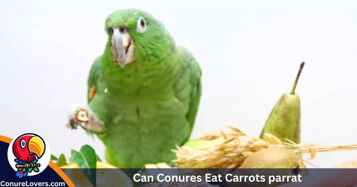 Can Conures Eat Carrots