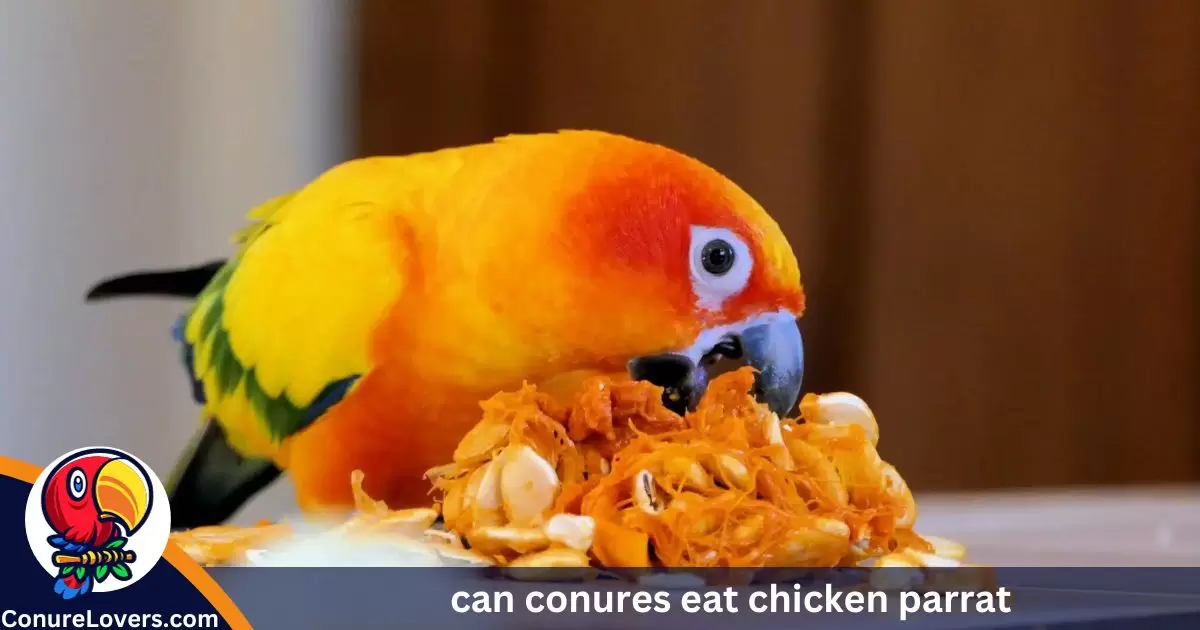 can conures eat chicken