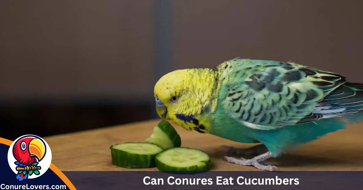 Can Conures Eat Cucumbers