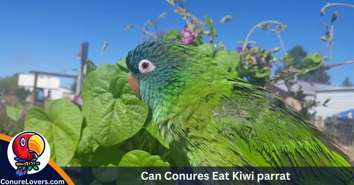 Can Conures Eat Kiwi