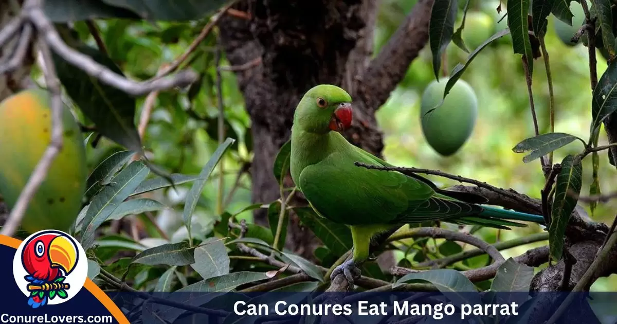 Can Conures Eat Mango