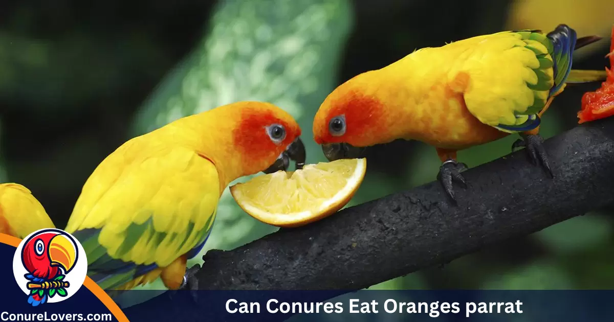 Can Conures Eat Oranges parrat