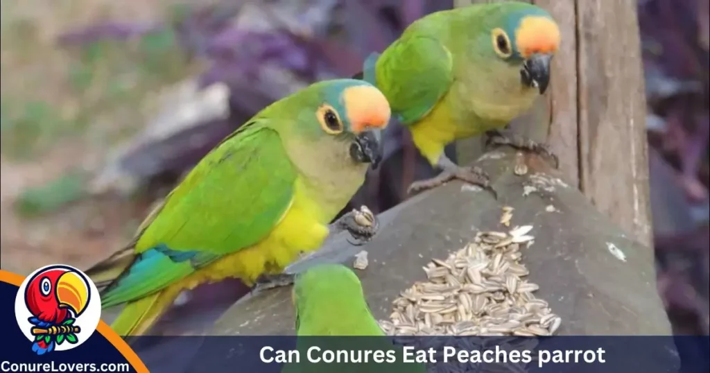 Can Conures Eat Peaches