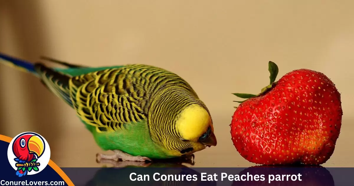 Can Conures Eat Peaches