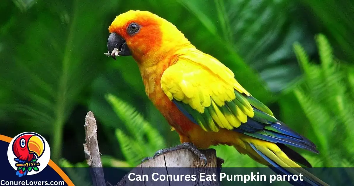 Can Conures Eat Pumpkin