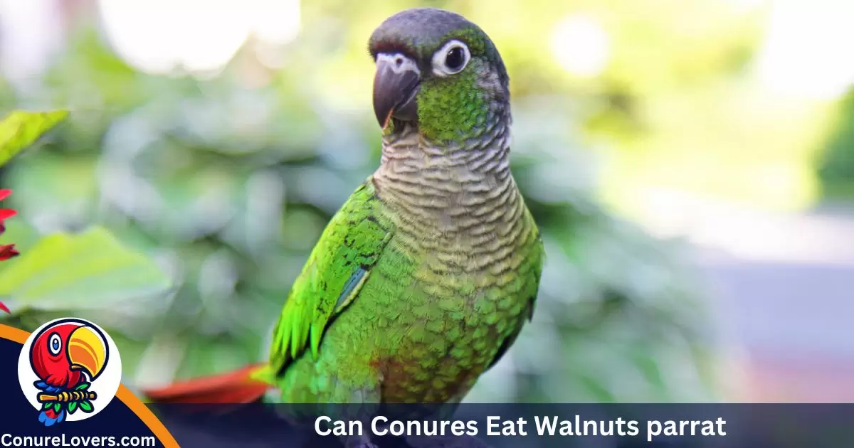 Can Conures Eat Walnuts