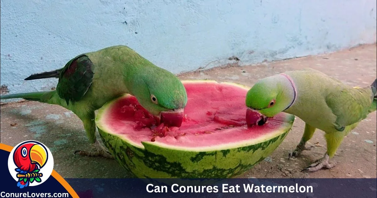 Can Conures Eat Watermelon