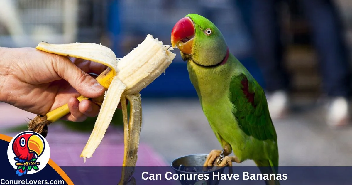 Can Conures Have Bananas