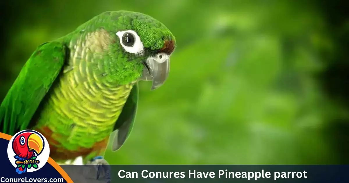 Can Conures Have Pineapple