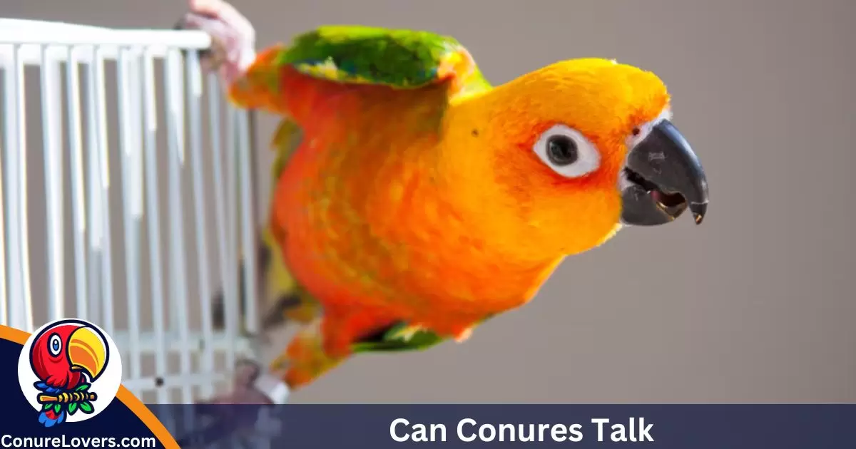 Can Conures Talk