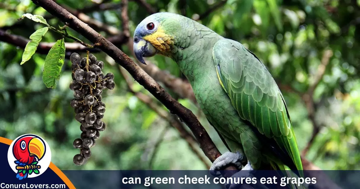 can green cheek conures eat grapes