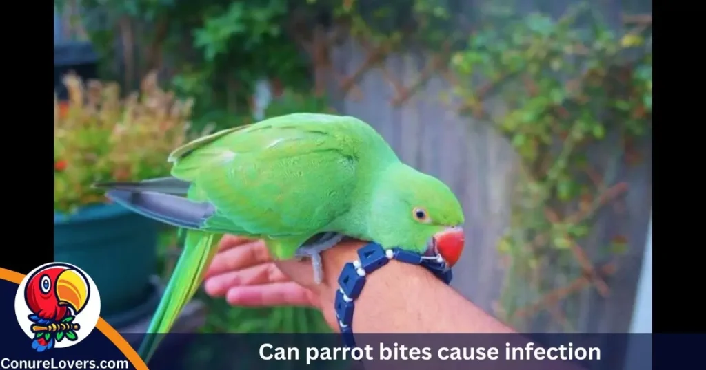 Can parrot bites cause infection