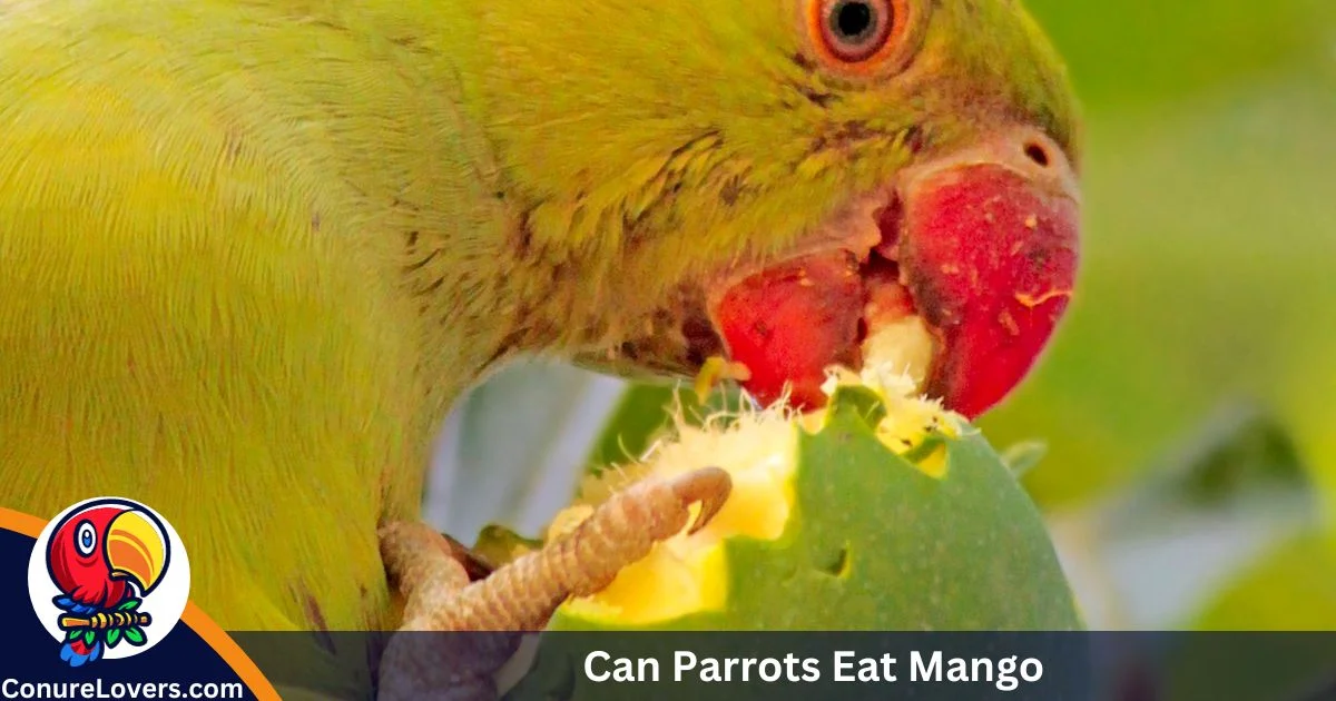 Can Parrots Eat Mango