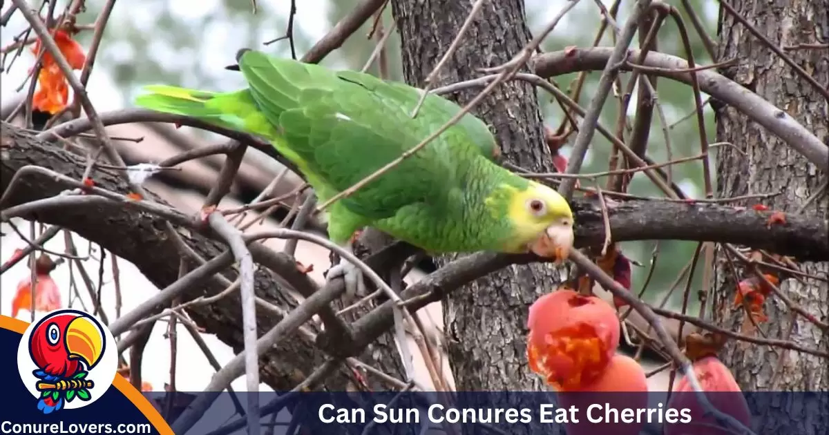 Can Sun Conures Eat Cherries