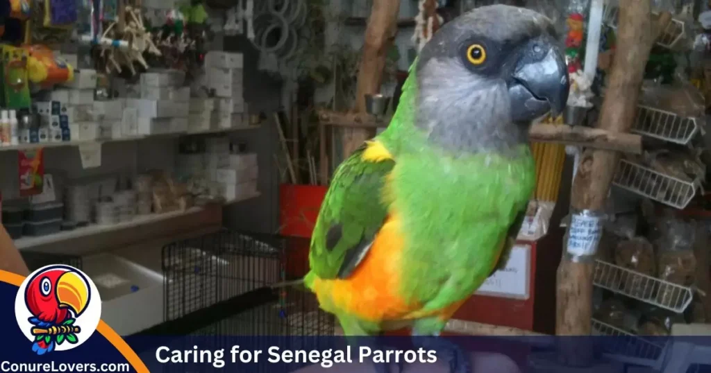 Caring for Senegal Parrots