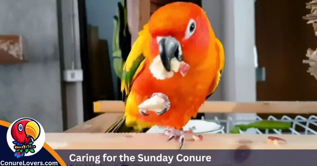 Caring for the Sunday Conure