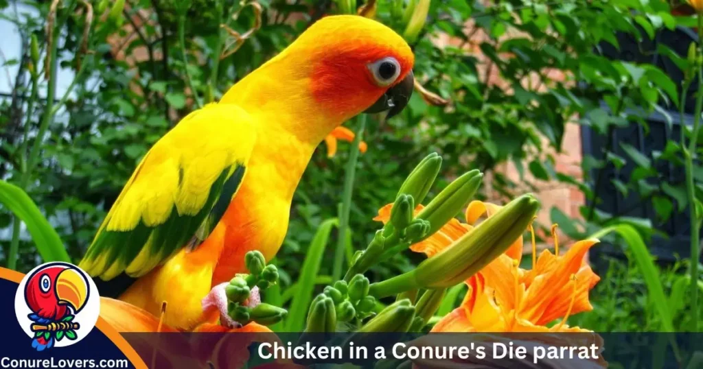 Chicken in a Conure's Die