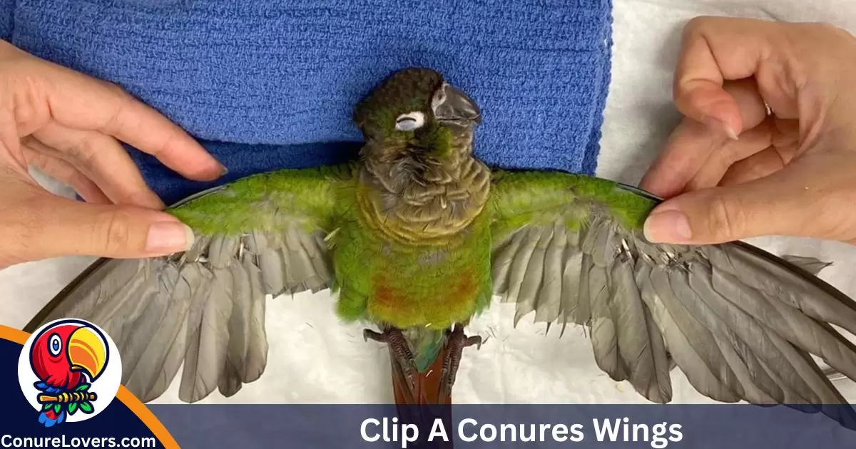 How To Clip A Conures Wings