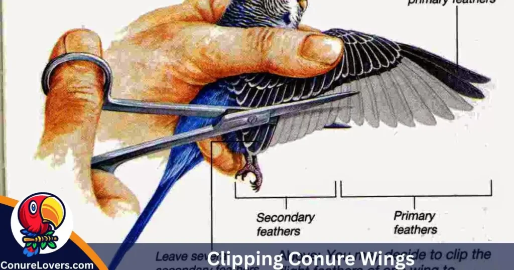 Clipping Conure Wings 