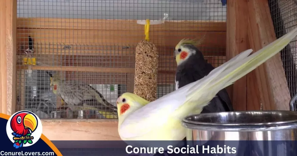 Cockatiel Social Behavior