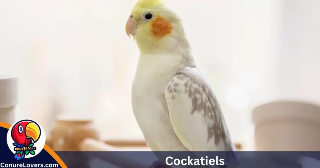 Cockatiels