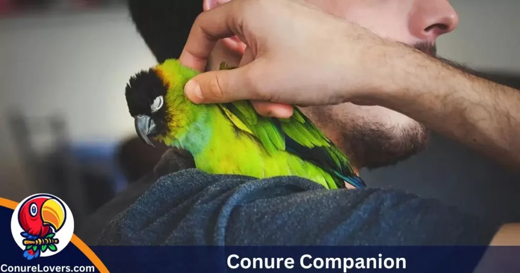 Conure Companion