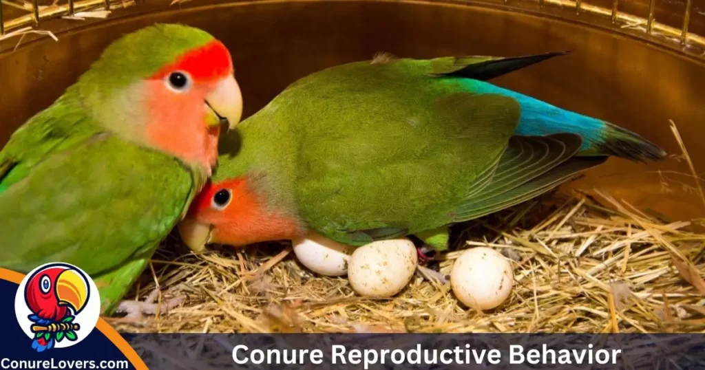 Conure Reproductive Behavior 