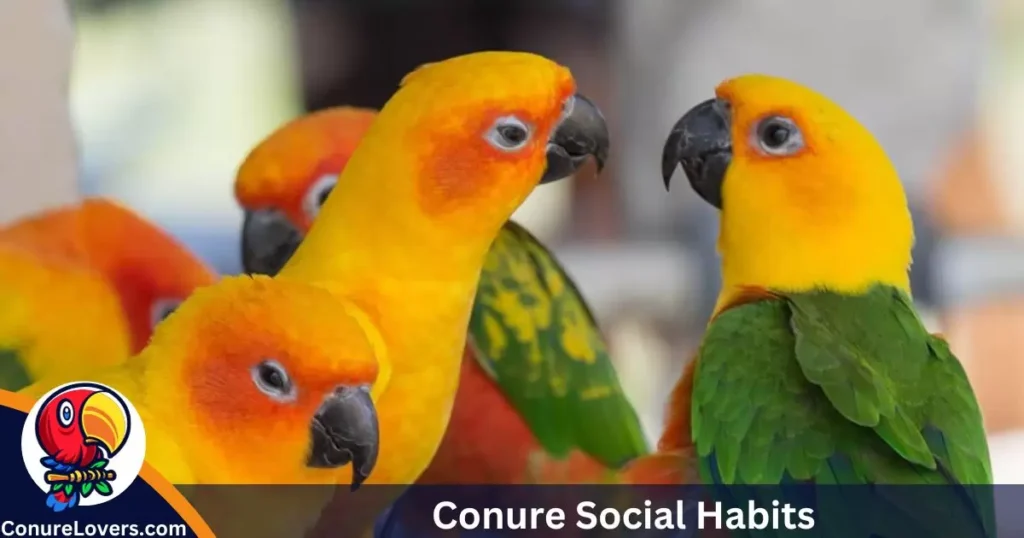 Conure Social Habits