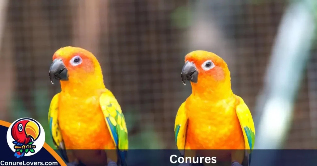 Conures