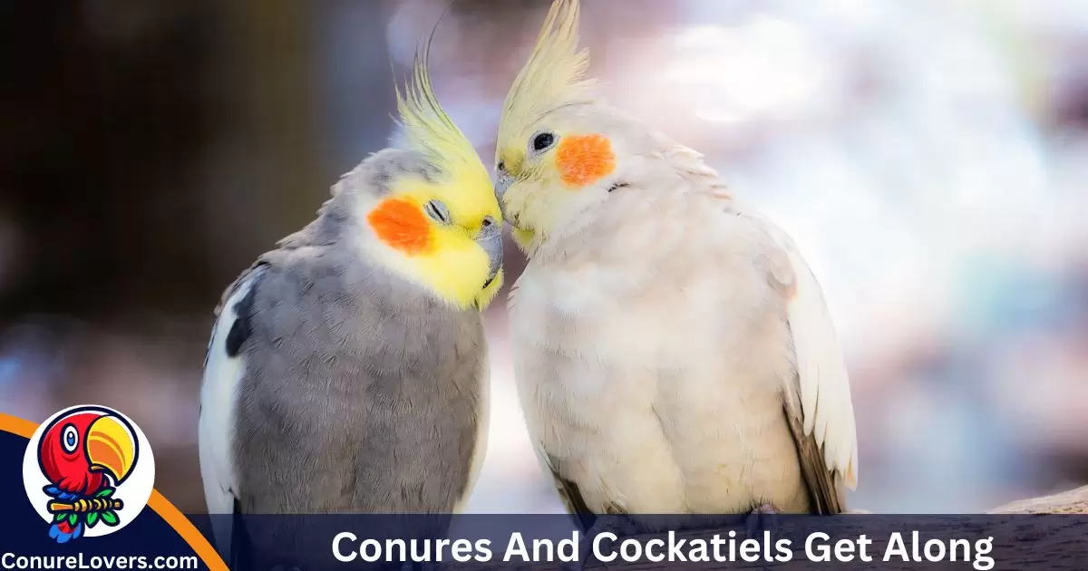 Conures And Cockatiels Get Along