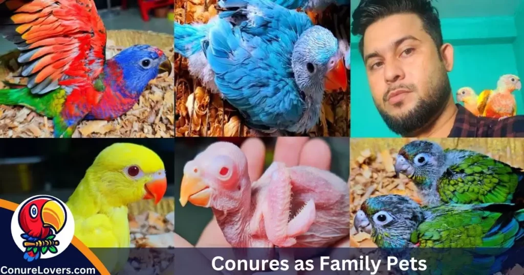 Conures as Family Pets