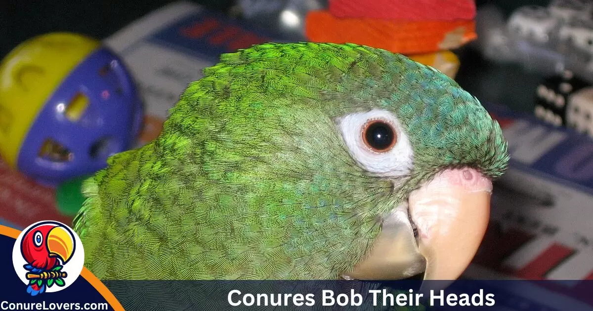 Conures Bob Their Heads