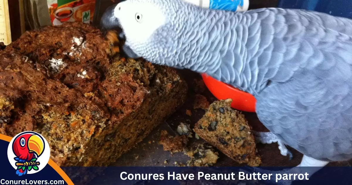 Conures Have Peanut Butter parrot