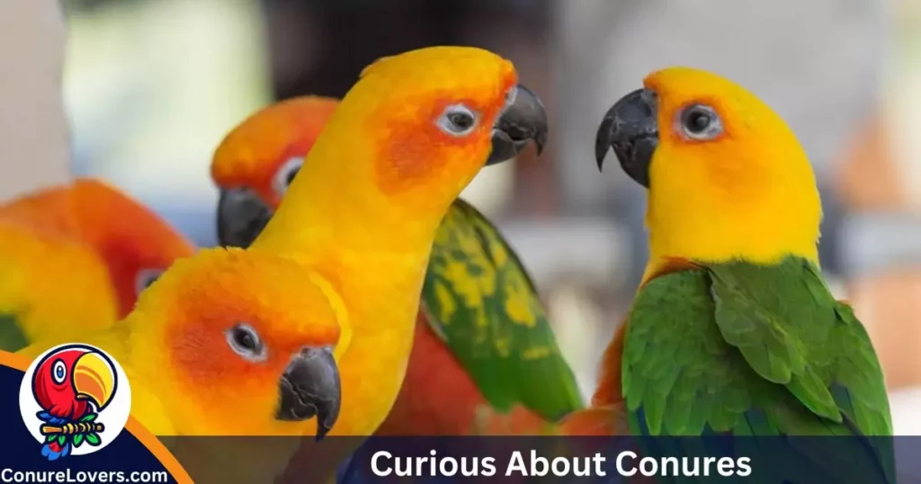 Curious About Conures