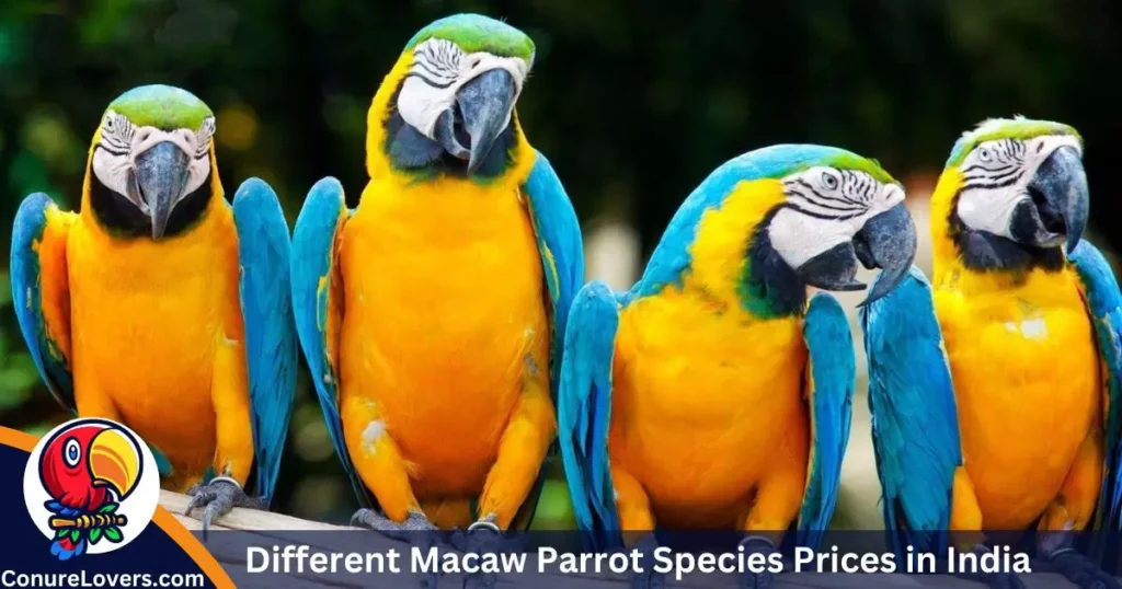 Macaw Parrot Price in India