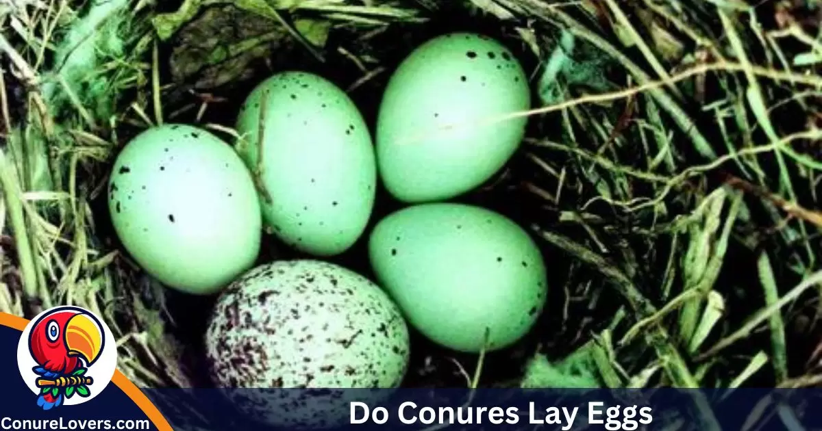 Do Conures Lay Eggs