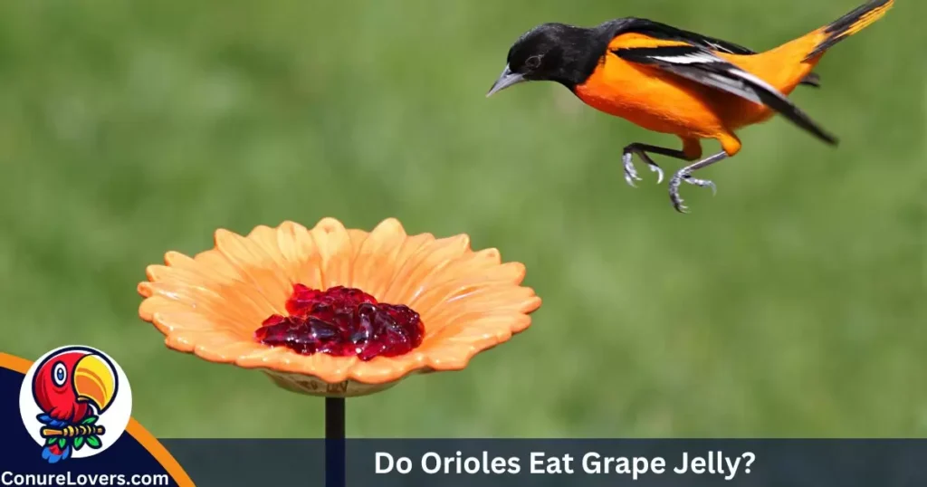 Do Orioles Eat Grape Jelly