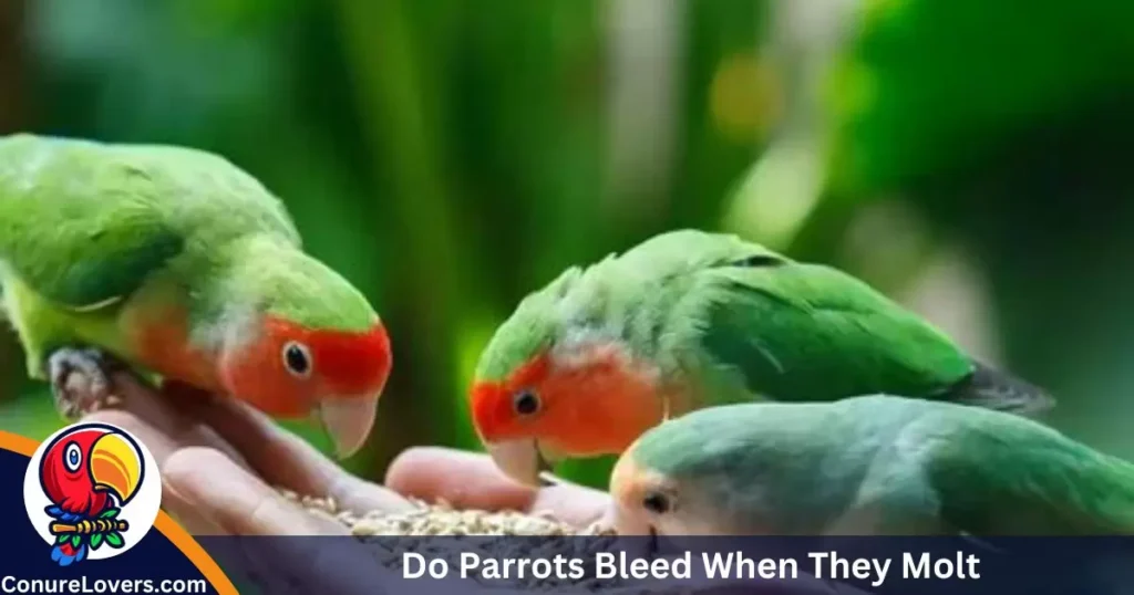 Do Parrots Bleed When They Molt