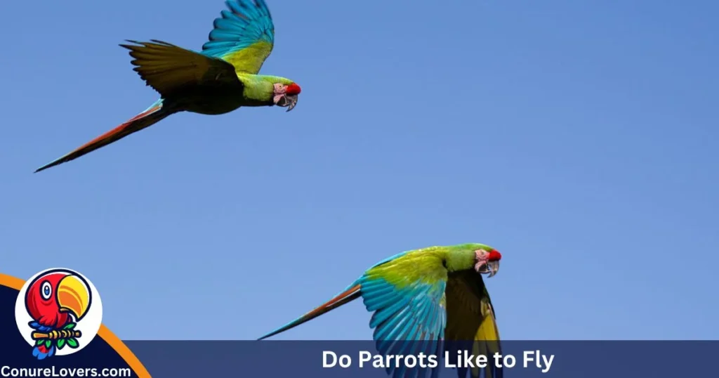 Do Parrots Like to Fly